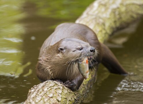 Common otter (Lutra lutra) with seized fish, captive, Germany