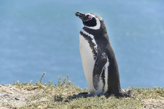 Magellanic penguin (Spheniscus magellanicus), Penguin colony Punta Tombo near Pininsula Valdez, Patagonia, East Coast, Atlantic Ocean, Argentina