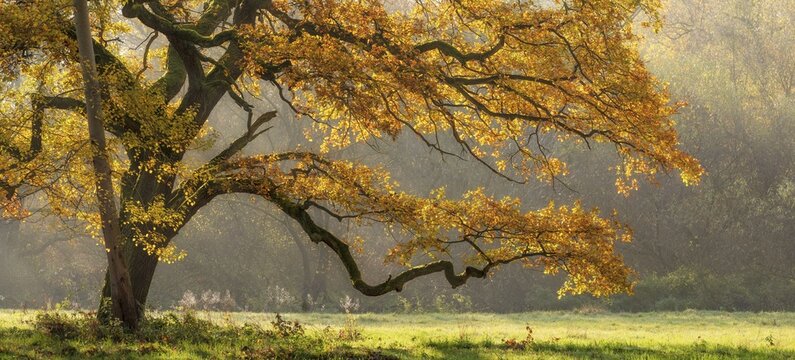 Solitary oak tree in a clearing in the forest, Elbe meadows near Dessau in autumn, Middle Elbe Biosphere Reserve, Garden Kingdom Dessau-W&ouml;rlitz, Dessau-Ro&szlig;lau, Saxony-Anhalt, Germany