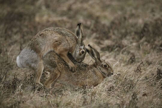 European - or Brown Hares (Lepus europaeus) mating