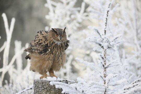 Eurasian Eagle Owl (Bubo bubo) with ruffled feathers, wintry, frost-covered forest