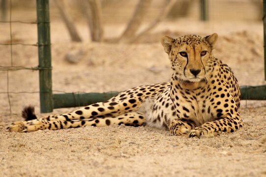 Cheetah (Acinonyx jubatus soemmerring), in a vivarium, Sir Bani Yas Island, Abu Dhabi, United Arab Emirates, Arabia, Near East, Orient