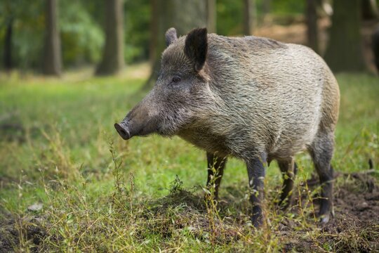 Wild boar (Sus scrofa), Bache in the forest, captive, Germany