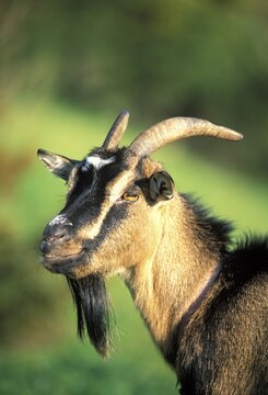 Goat Deutsche Edelziege Portrait