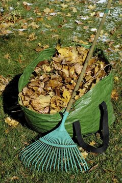 Autumn foliage and rake, gardening in autumn