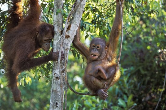Young Orang Utans playing in tree (Pongo pygmaeus), Tanjung Puting National Park, Borneo, Asia