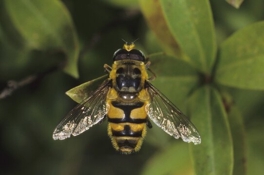 Myathropa florea, species from the Syrphidae family of Hoverflies