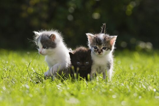 Kittens on lawn in the garden