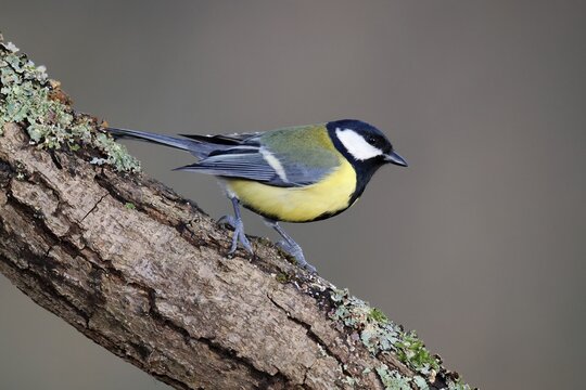 Great tit (Parus major) on a branch, wildlife, Germany