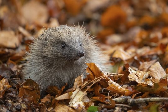 European hedgehog (Erinaceus europaeus) adult animal on a pile of autumnal leaves in the autumn, England, United Kingdom