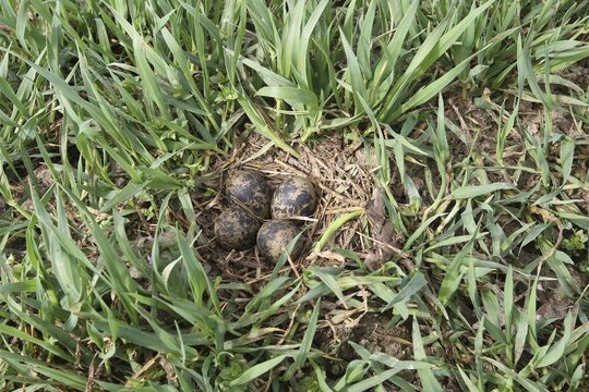 Nests with four bird eggs in green rye, Northern lapwing(Vanellus vanellus), Lower Austria, Austria