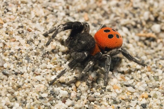 Velvet Spider (Eresus cinnaberinus), male, on sand, Peloponnese, Greece, Europe
