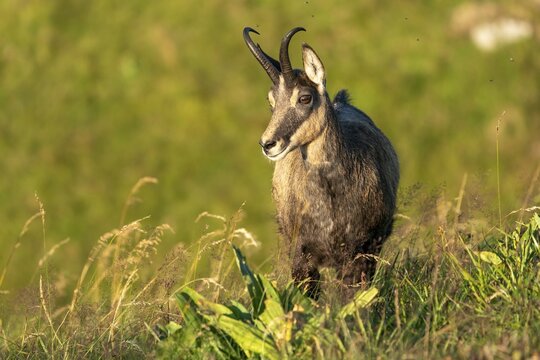 Chamois (Rupicapra rupicapra) stands in a meadow, Vosges, France