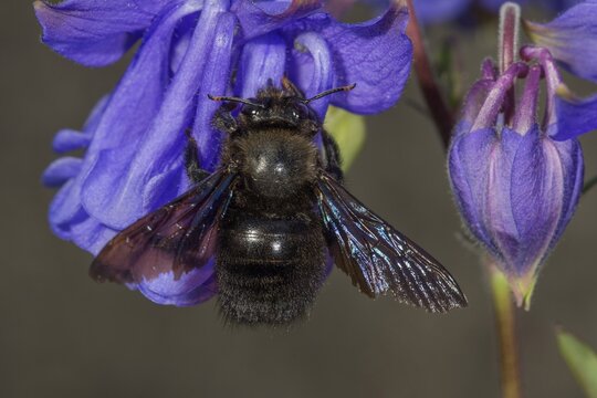 Violet carpenter bee (Xylocopa violacea) on columbine flower, Baden-W&uuml;rttemberg, Germany
