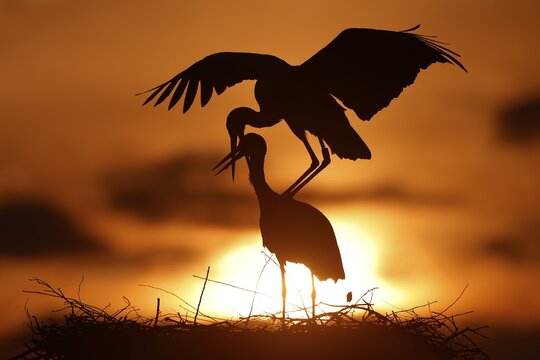 White stork (Ciconia ciconia) mating at sunset on the nest, Germany