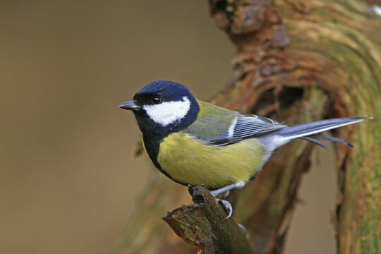 Great Tit (Parus major)