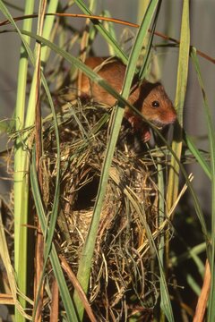 Harvest Mouse (Micromys minutus) climbing over a nest built amongst blades of grass, Schwaz, Tyrol, Austria, Europe