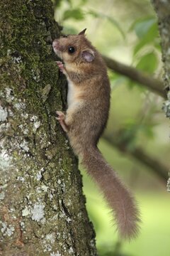 Edible dormouse or fat dormouse (Glis glis) clinging to a tree trunk, Solms, Hesse, Germany, Europe