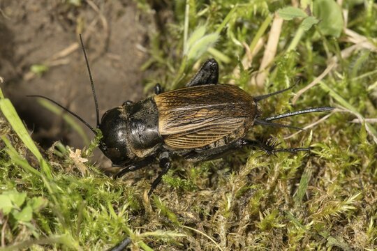 Field cricket (Gryllus campestris), female beside tunnel, Baden-W&uuml;rttemberg, Germany