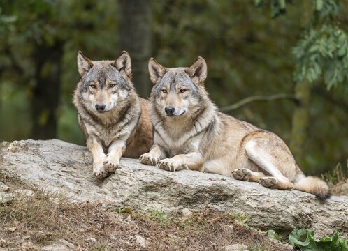 Gray wolves (Canis lupus) lying on a rock, captive, Germany