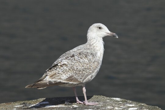 Great black-backed gull (Larus marinus), young bird, Bird Rock Ekker&oslash;y, Varanger, Norway