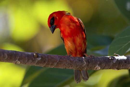 Madagascar fody (Foudia madagascariensis), red male perched on tree branch, La Digue Island, Seychelles