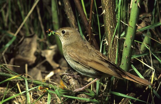 Nightingale (Luscinia megarhynchos)