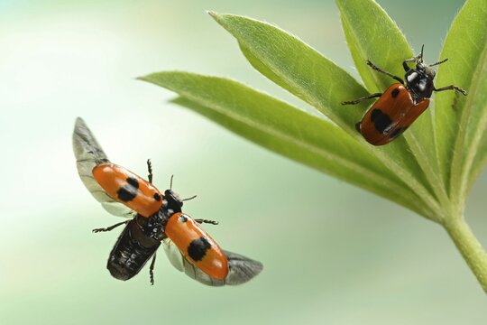 Willow Clytra (Clytra laeviuscula), in flight on a lupine leaf, Germany