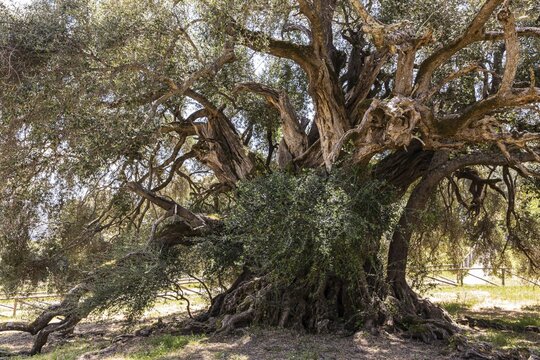 4000-year-old olive tree (Olga europaea) Santo Baltolu di Carina near Lauras at Lago di Liscia, inner Gallura, Sardinia, Italy