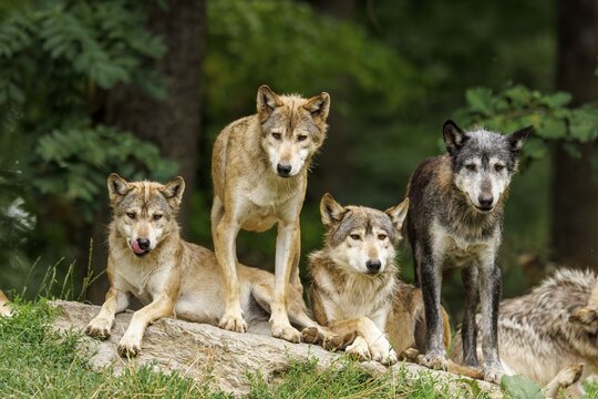 Algonquin wolf (Canis lupus lycaon), wolf, American wolf, wolf pack on a hill, Germany