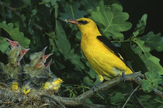 (Eurasian) golden oriole (Oriolus oriolus), male in its nest