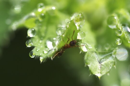Dew drops on lady's mantle leave ( Alchemilla mollis )