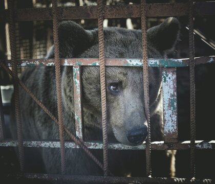Bear in a cage, Suchumi, Abkhazia, Georgia