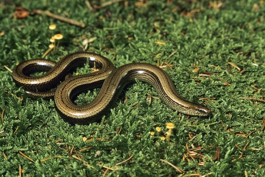 Slow Worm (Anguis fragilis)