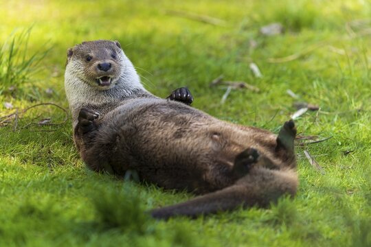 An otter lying on its back, playfully on a green meadow, European otter (Lutra lutra), Germany