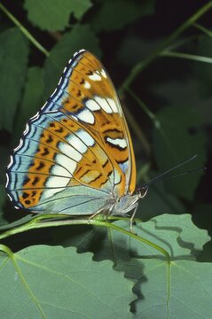 White admiral (butterfly) (Limenitis camilla), exterior of wings