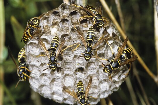 Wasps (Pollistes nimpha) at nest, Germany, Europe