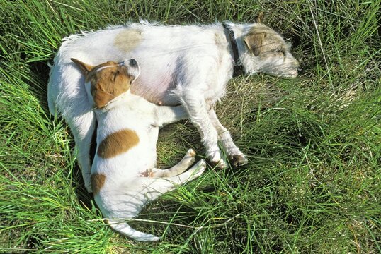 Sleeping Jack-Russel-Terrier with whelp