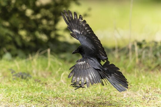 Carrion crow (Corvus corone) in flight, wildlife, Germany