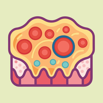 Ovary cross-section with developing follicles illustration