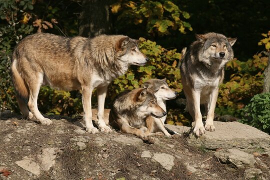 North American Wolves (Canis lupus), Bad Mergentheim outdoor enclosure, Baden-Wuerttemberg, Germany, Europe