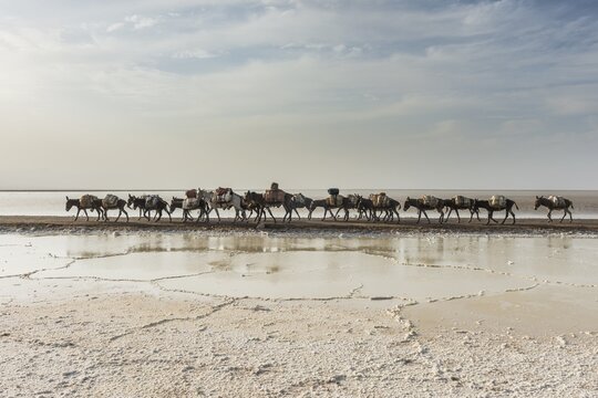 Donkey caravan loaded with rock salt plates on the way home through a salt lake, salt desert, Danakil Depression, Ethiopia