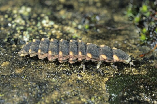 Large Common Glow-worm (Lampyris noctiluca) larva