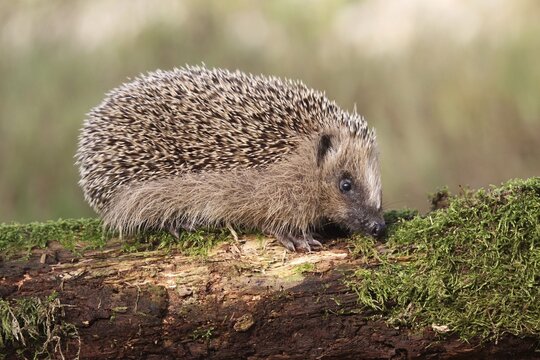 European Hedgehog (Erinaceus europaeus), young, 7-8 weeks, Allg&auml;u, Bavaria, Germany