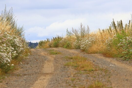 Field path with flowering fringe as habitat for animals and plants of the open field, Solms, Hesse, Germany