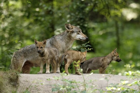 European gray wolf (Canis lupus) alpha wolf with pups, Germany