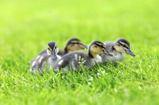 Wild duck chicks Mallard Anas platyrhyncos