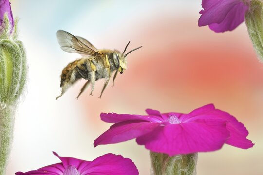 European wool carder bee (Anthidium manicatum) in flight at the flower of a rose campion (Silene coronaria), Germany
