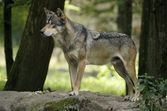European Gray wolf (Canis lupus), standing, France