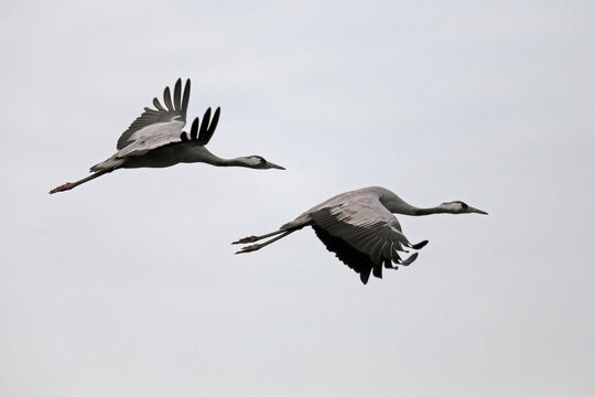 Cranes (Grus grus), flying, Western Pomerania Lagoon Area National Park, Mecklenburg-Western Pomerania, Germany